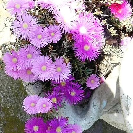 Lejlighed Mas Le Chene *